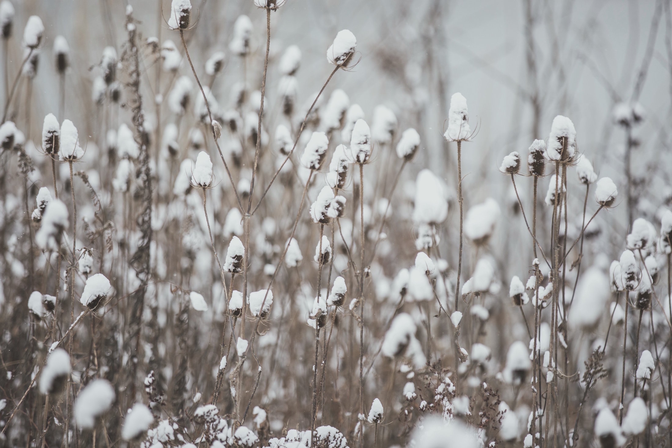 dried-winter-wildflowers.jpg