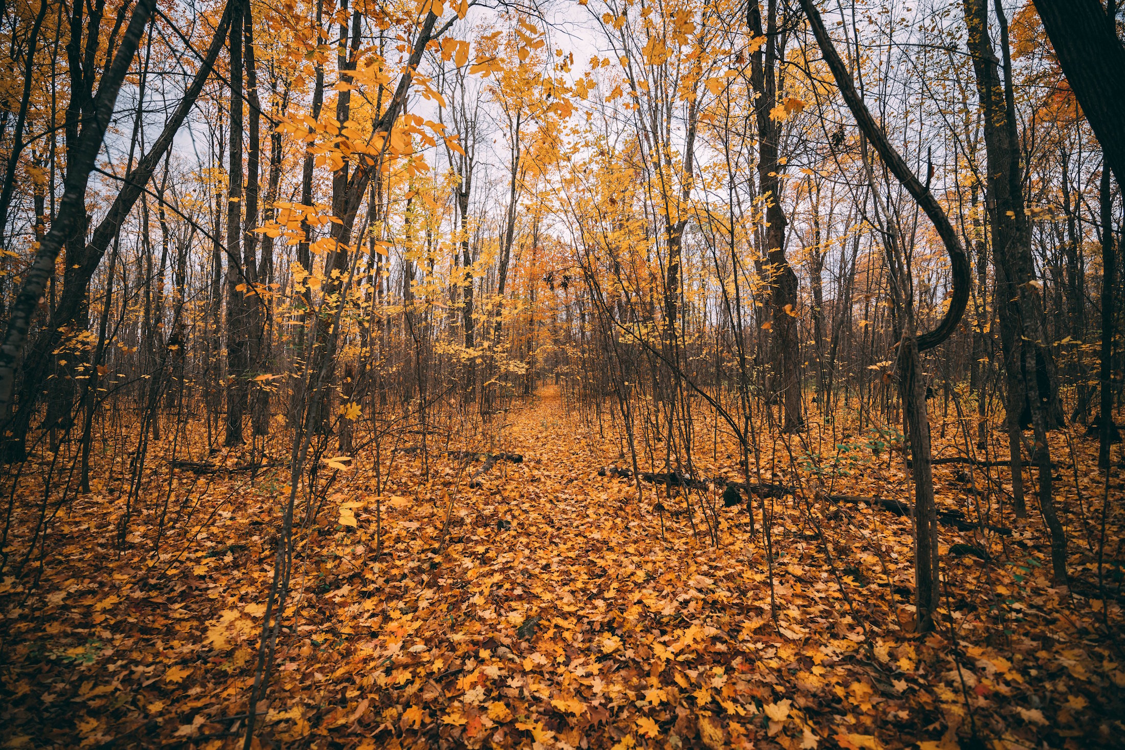 golden-autumn-leaves.jpg